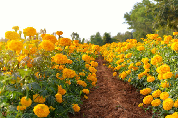 Yellow Marigold Seedlings - Blooming Stage